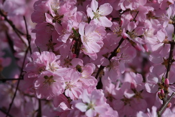 桃花 小桃红 蜜蜂 采蜜 粉花