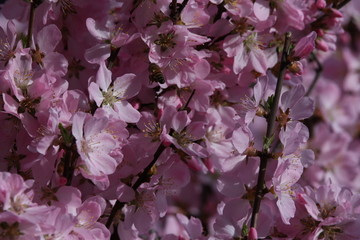 桃花 小桃红 蜜蜂 采蜜 粉花