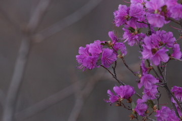 达子香 兴安杜鹃 迎山红 野花