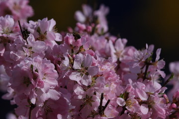 桃花 小桃红 蜜蜂 采蜜 粉花