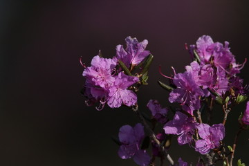 达子香 兴安杜鹃 迎山红 野花