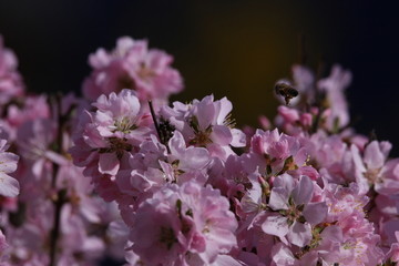 桃花 小桃红 蜜蜂 采蜜 粉花