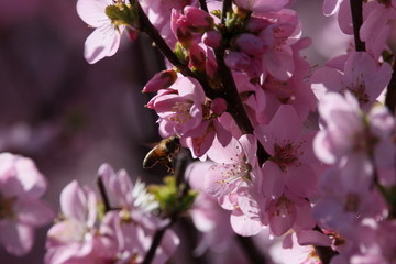 桃花 小桃红 蜜蜂 采蜜 粉花