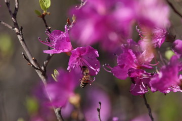 达子香 兴安杜鹃 迎山红 野花