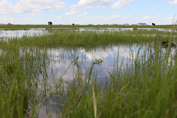 湿地 蓝天白云 风景如画 绿野