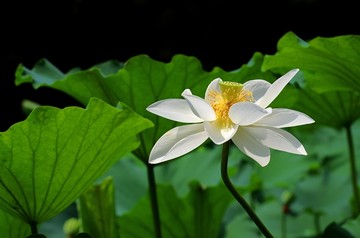 夏日荷花