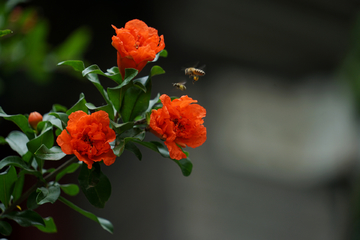 石榴花 石榴树