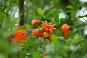 石榴花 石榴树