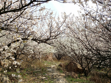 山东青岛 城阳区 棉花村 春色