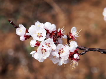 山东青岛 城阳区 棉花村 桃花