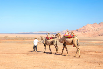 新疆吐鲁番 火焰山 骆驼