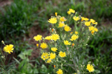 小花 花 花卉 山花