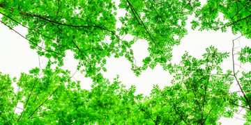 绿树叶边框 绿树枝