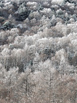 雪景