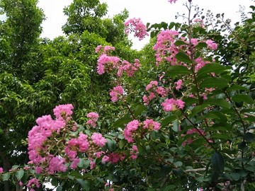 花 树 枝 树叶 叶子 绿色