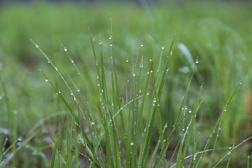 露珠小草