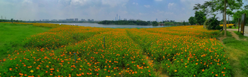 海珠湖波斯菊