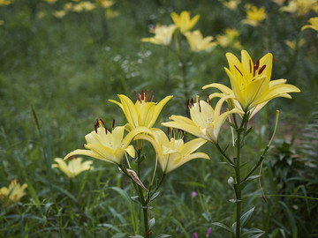 黄色百合花