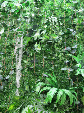 绿植墙  绿植花墙背景