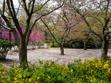 春季 青岛 中山公园