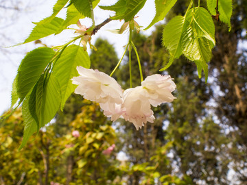 青岛 中山公园 樱花 双樱花