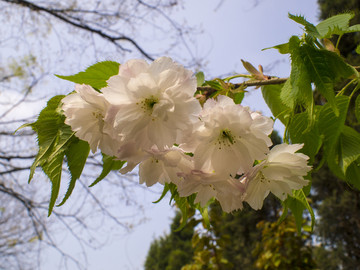 青岛 中山公园 樱花 双樱花