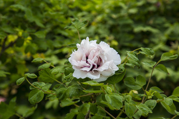 菏泽 曹州牡丹园 牡丹花