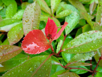 雨露翠叶映红