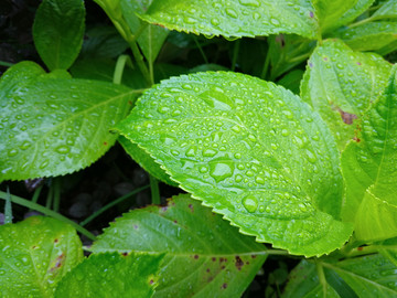 雨露绿叶