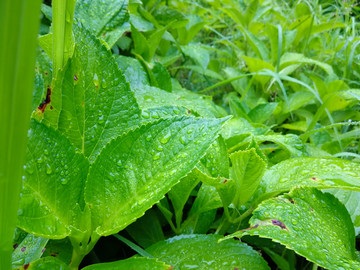 雨露绿叶