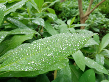 雨露绿叶