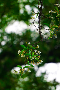 万字茉莉 白花藤