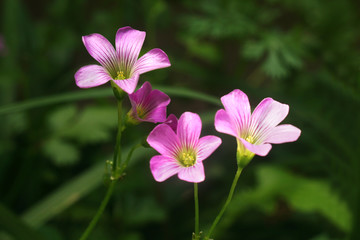 红花醡浆草