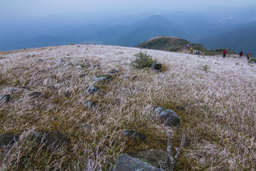 高山草甸