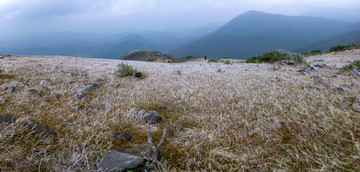 高山草甸