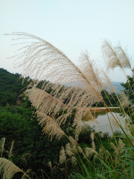 芭芒  芒