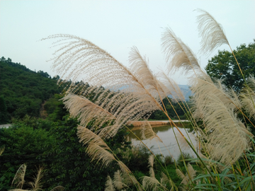 芭芒  芒