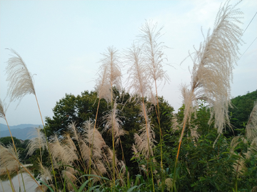 芭芒  芒  植物