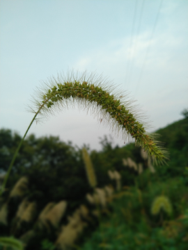 狗尾草  毛毛狗  狗尾巴草