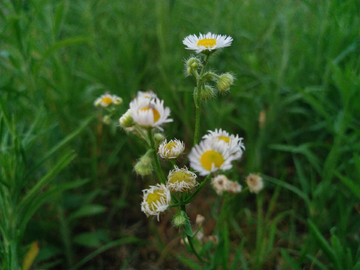 香丝草  野地黄菊