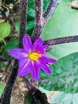 茄子花