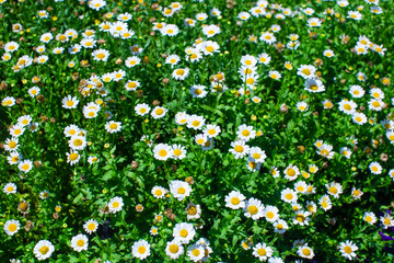 白色野菊花野花野草高清图片