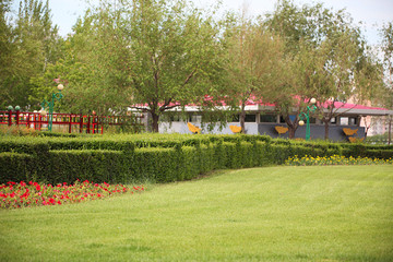 公园 草地 装饰 植物 草 树