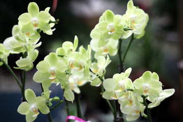 鲜花 花卉 花朵 植物 花草