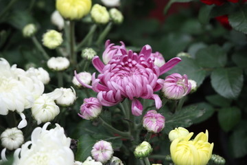 鲜花 花卉 花朵 植物 花草