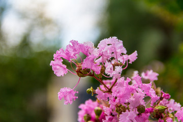 紫薇花