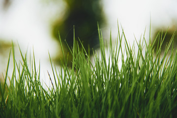 草地特写