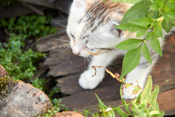 喵星人 小猫