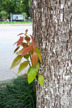 新枝芽