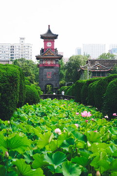 四川大学荷花池